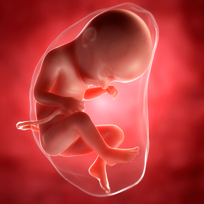 Obstetrics.